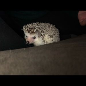 Meet your Posher, Rachel